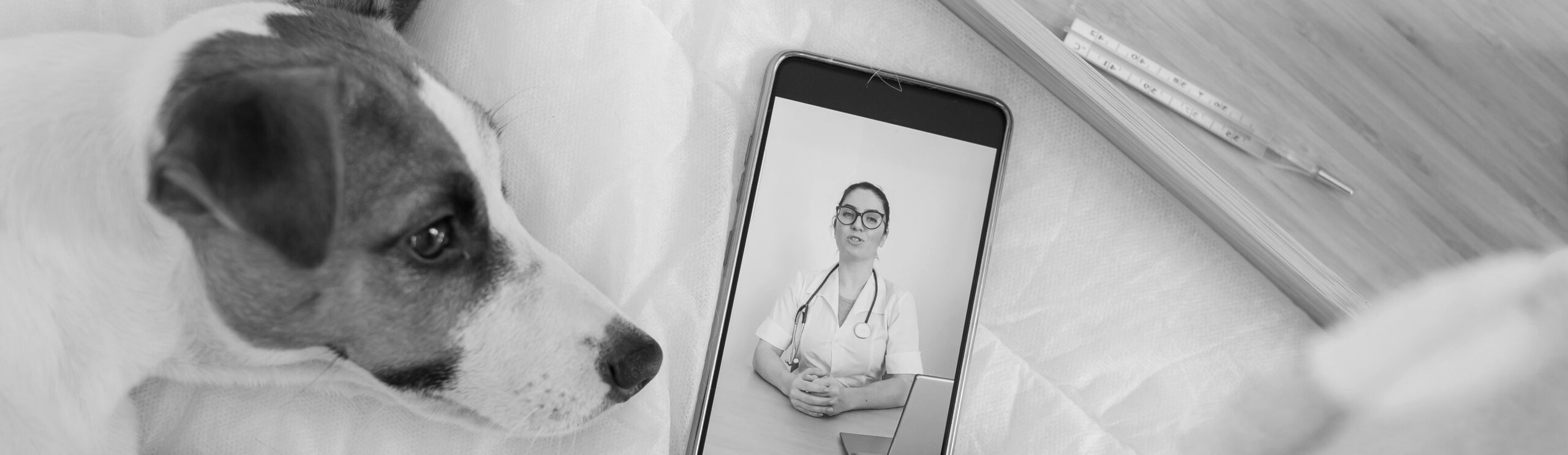 veterinary telemedicine