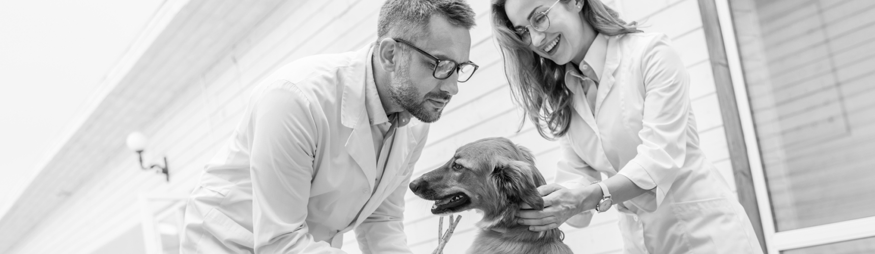 Improving Workplace Culture in Veterinary Groups